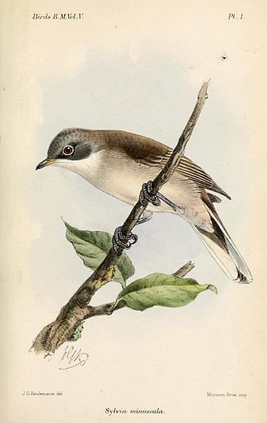 Sylvia minula