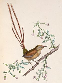 Sylviorthorhynchus desmursii