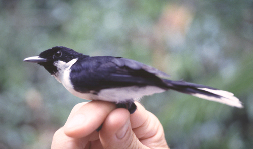 Symposiachrus boanensis
