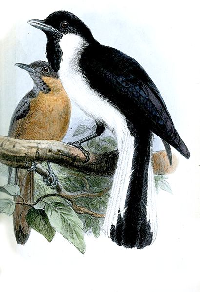 Symposiachrus loricatus