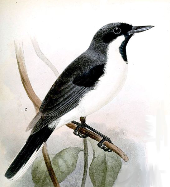 Symposiachrus mundus