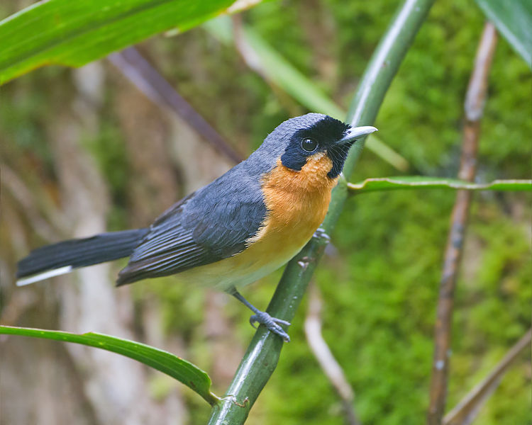 Symposiachrus trivirgatus