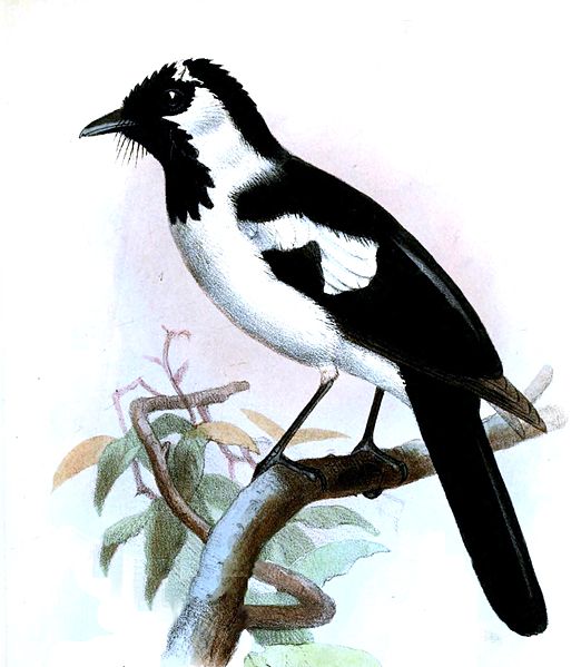 Symposiachrus verticalis
