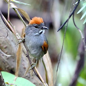 Synallaxis albigularis