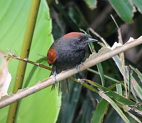 Synallaxis brachyura