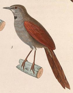 Synallaxis cinerascens