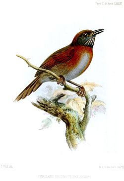 Synallaxis erythrothorax