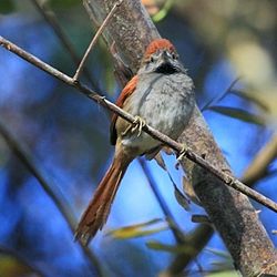 Synallaxis frontalis
