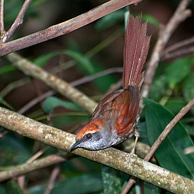 Synallaxis ruficapilla