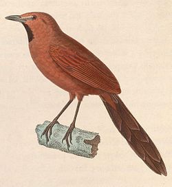 Synallaxis rutilans