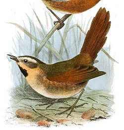 Synallaxis scutata