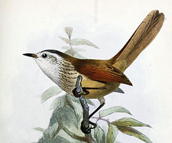 Synallaxis stictothorax