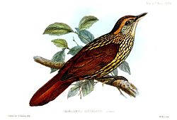 Syndactyla guttulata