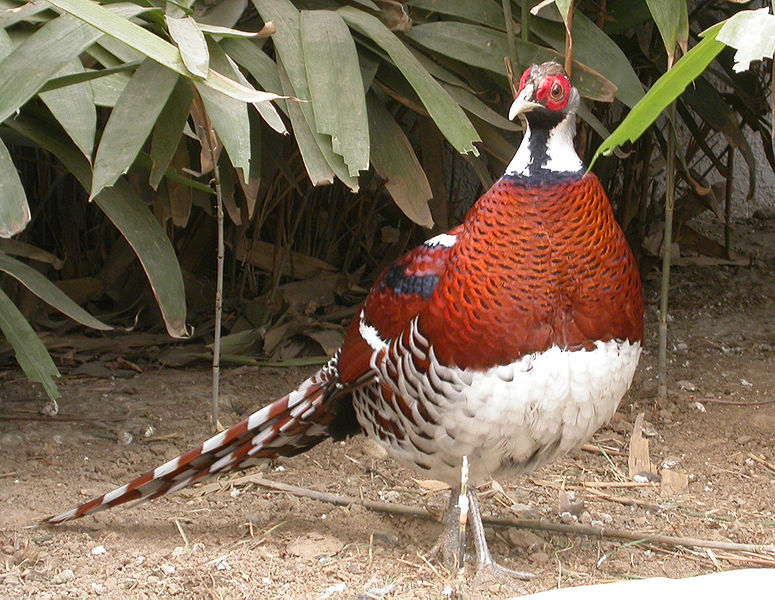 Syrmaticus ellioti
