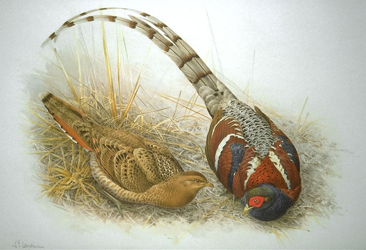 Syrmaticus humiae