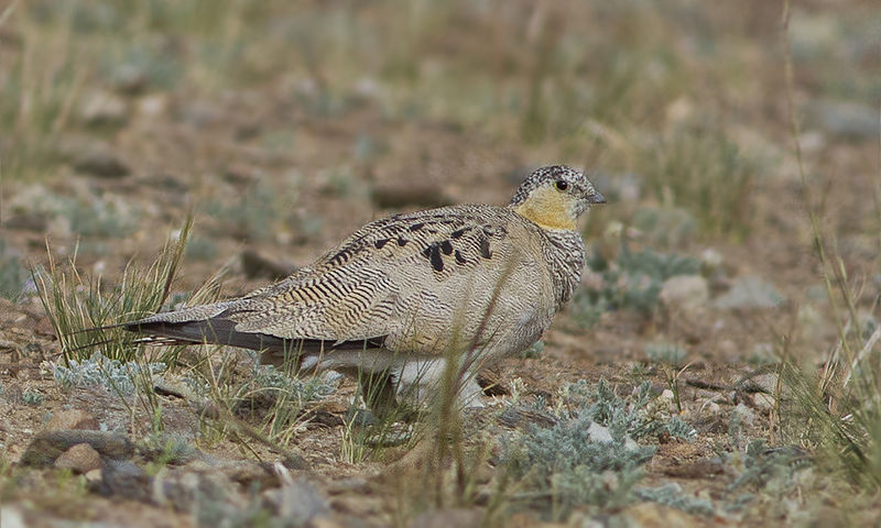 Syrrhaptes tibetanus