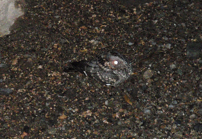 Systellura longirostris