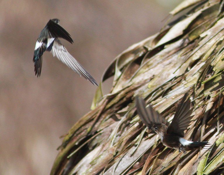 Tachornis phoenicobia
