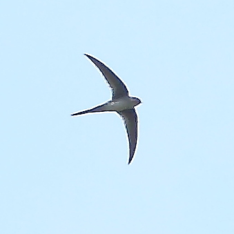 Tachornis squamata