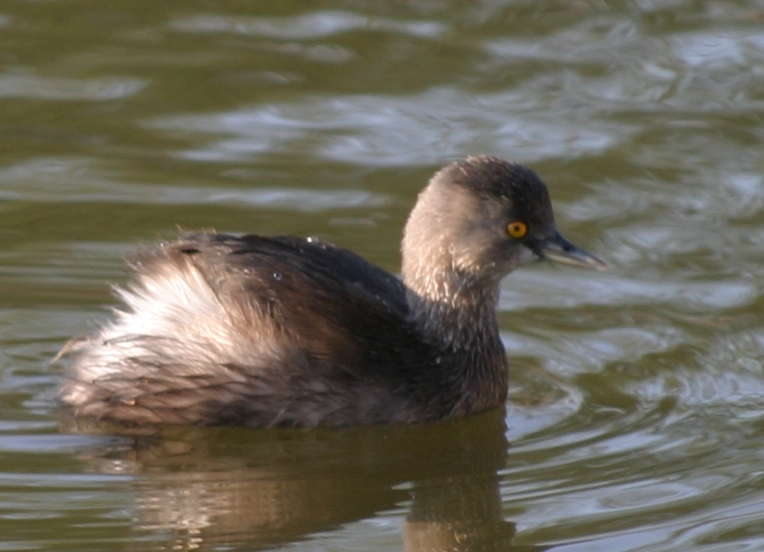 Tachybaptus dominicus