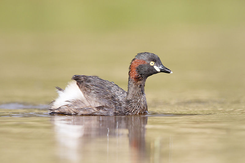 Tachybaptus novaehollandiae