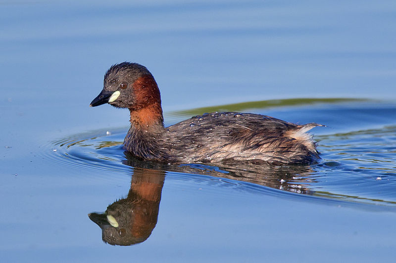 Tachybaptus ruficollis