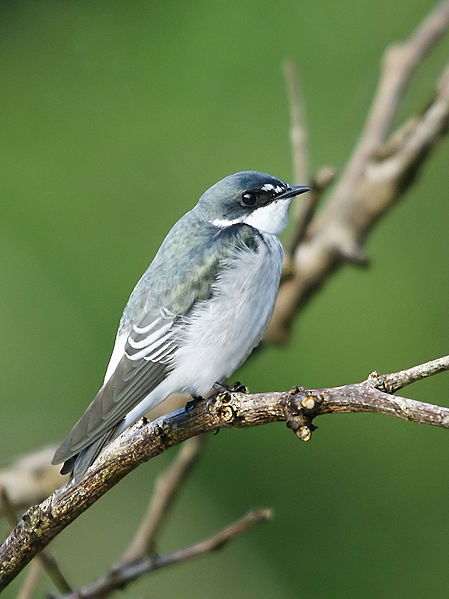 Tachycineta albilinea