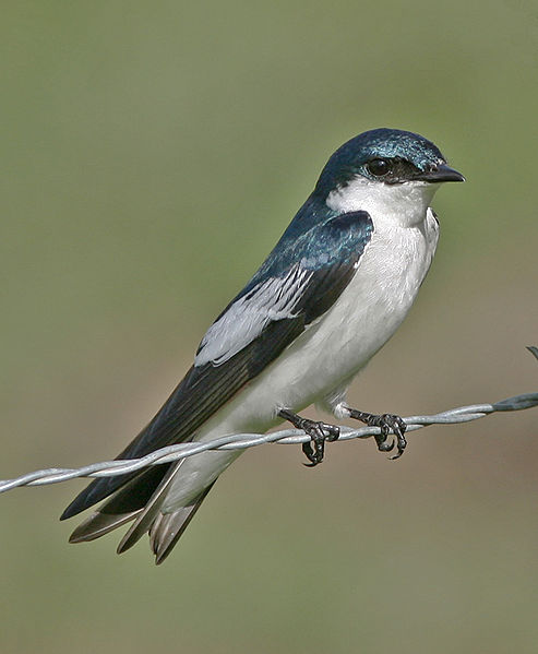 Tachycineta albiventer