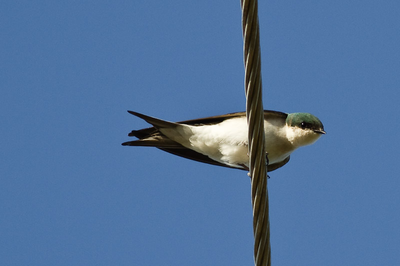 Tachycineta cyaneoviridis