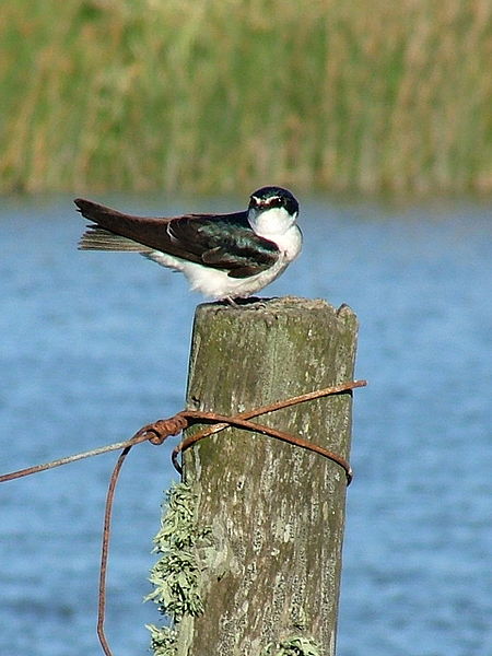 Tachycineta leucorrhoa