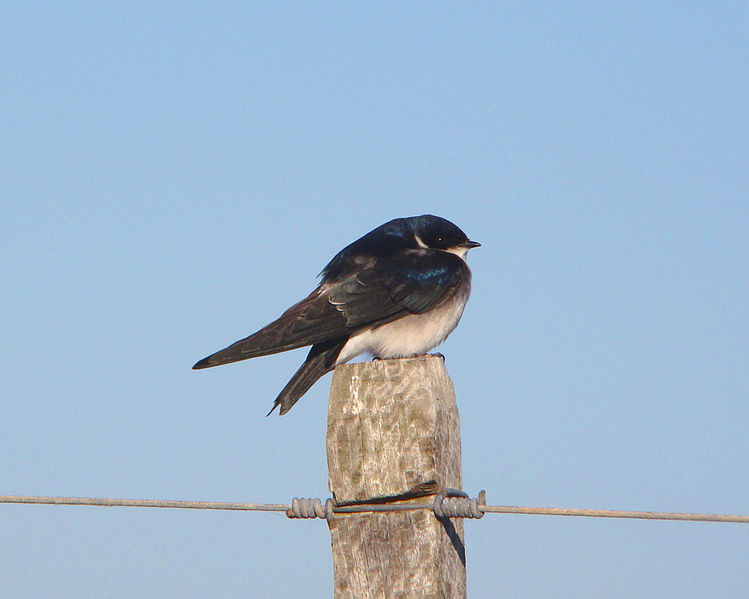 Tachycineta meyeni
