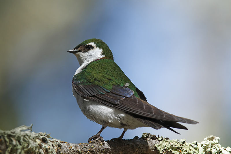 Tachycineta thalassina