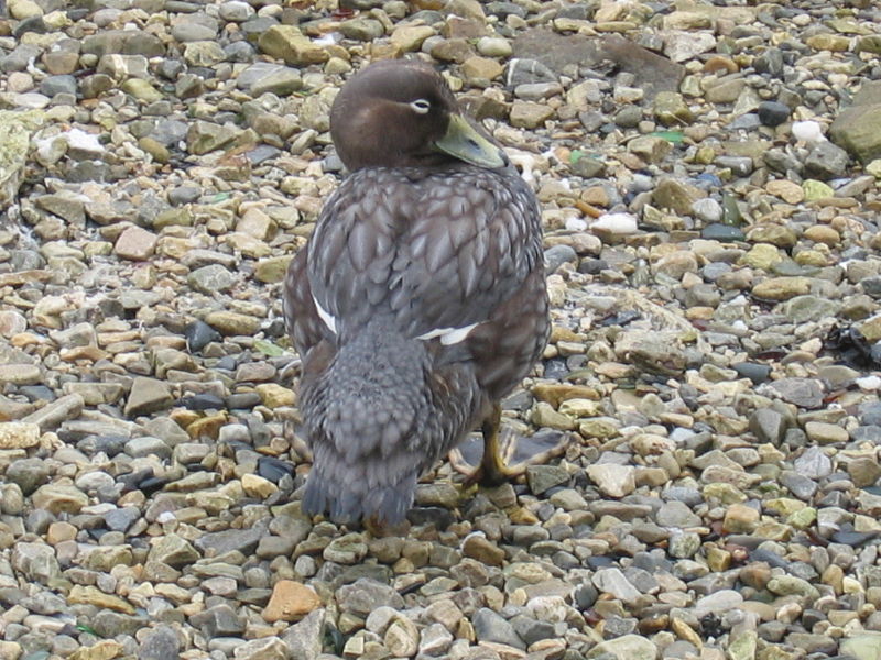 Tachyeres brachypterus