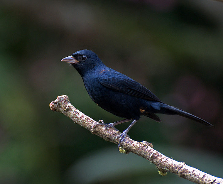 Tachyphonus coronatus