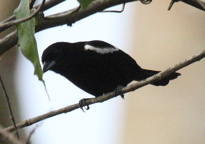 Tachyphonus luctuosus