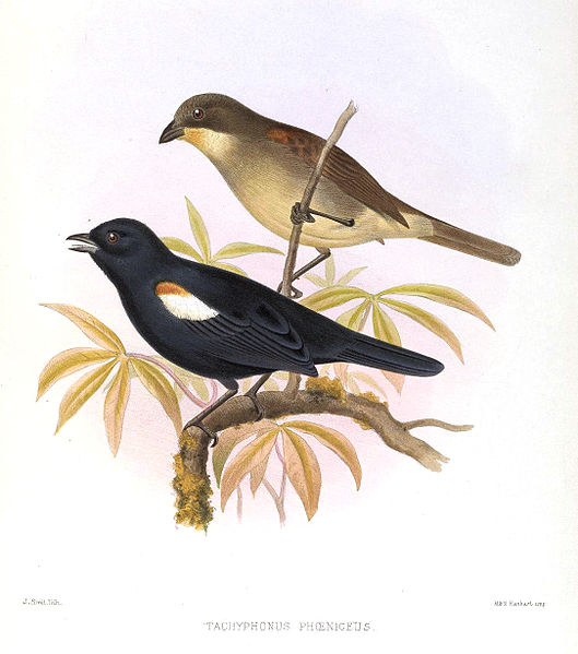 Tachyphonus phoenicius