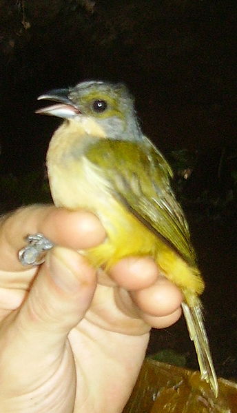 Tachyphonus surinamus