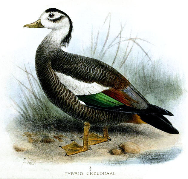 Tadorna cristata
