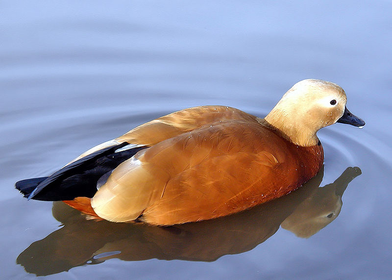 Tadorna ferruginea