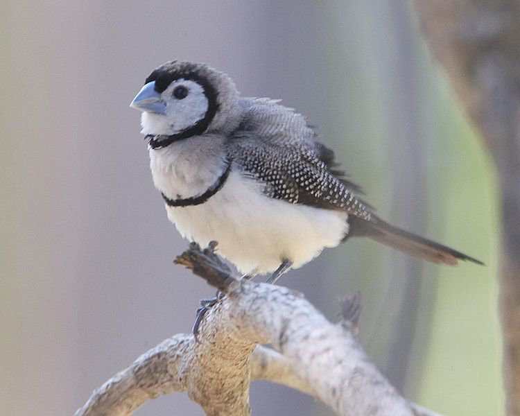 Taeniopygia bichenovii