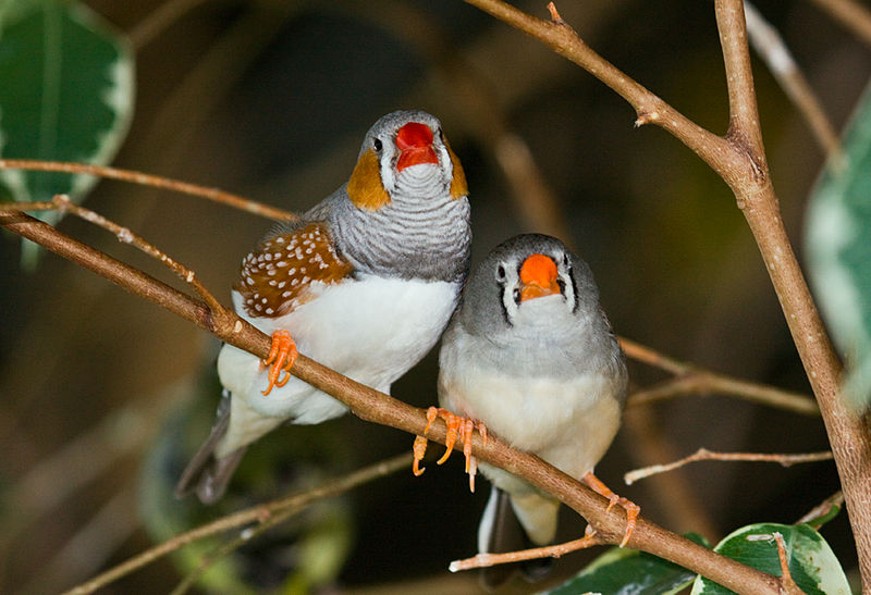 Taeniopygia guttata