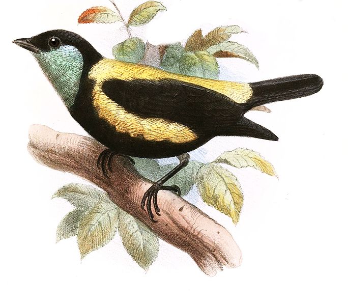 Tangara argyrofenges