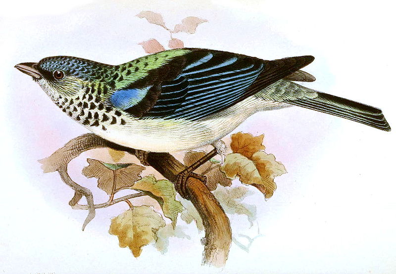 Tangara cabanisi