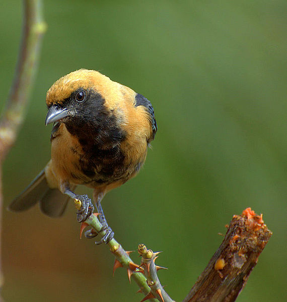 Tangara cayana