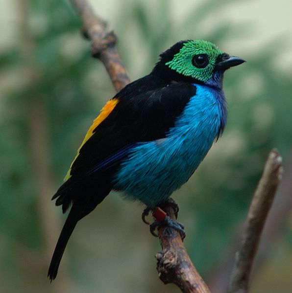 Tangara chilensis