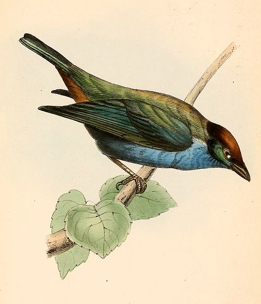 Tangara cucullata