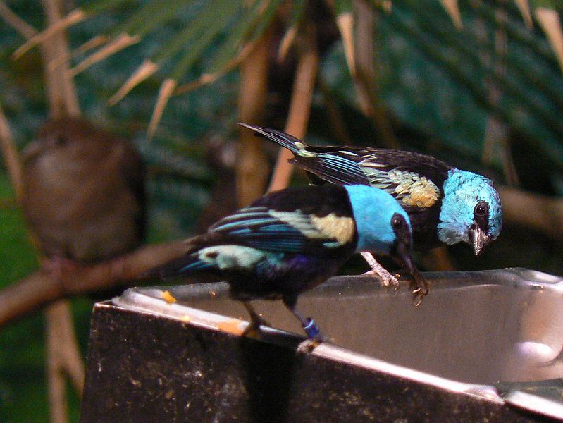 Tangara cyanicollis