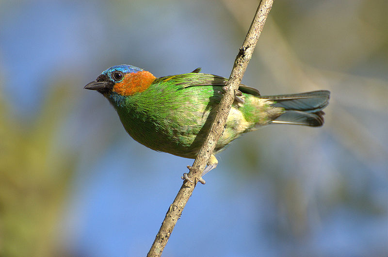 Tangara cyanocephala