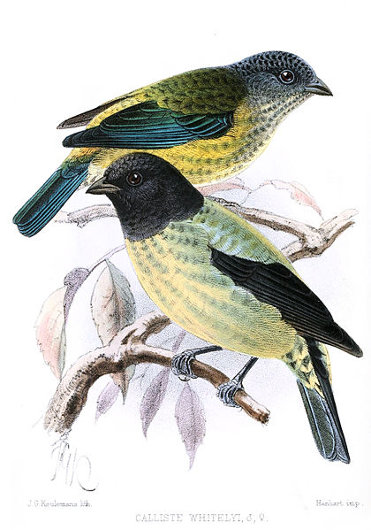 Tangara cyanoptera