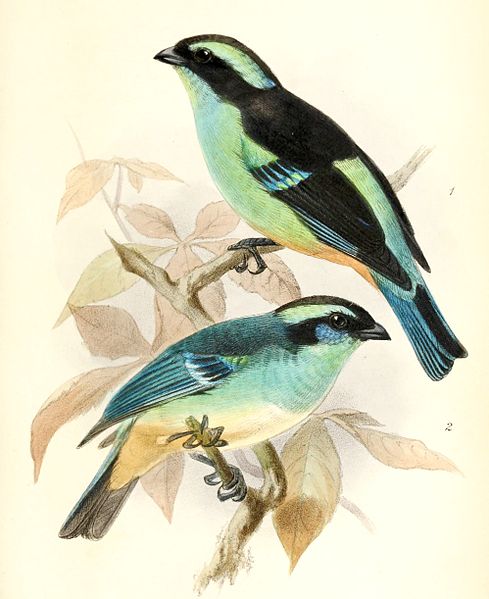 Tangara cyanotis